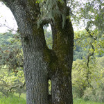 Entering the mystery